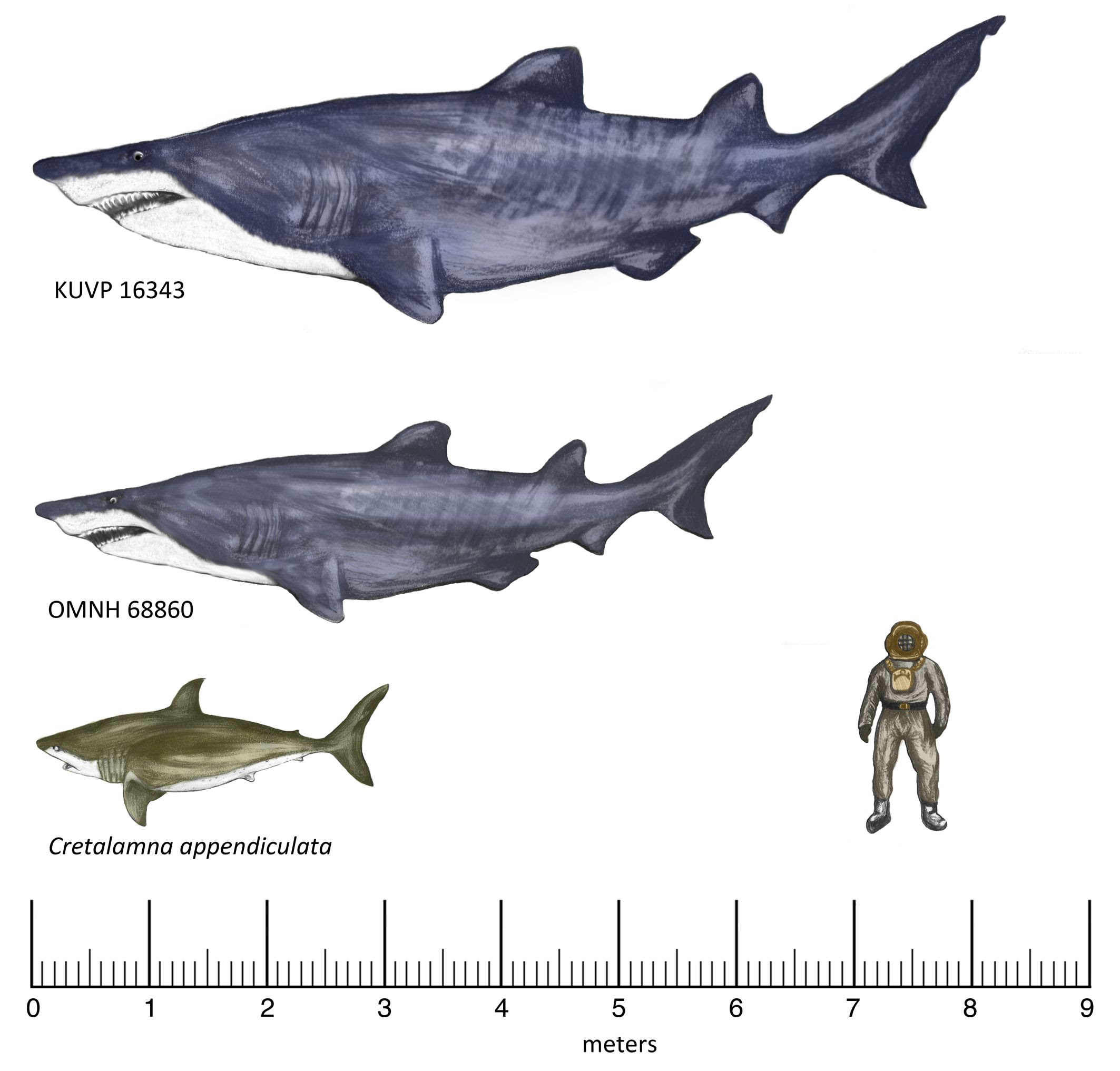 sharks of the cretaceous