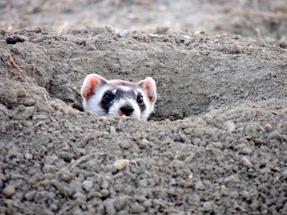 Black-footed Ferret