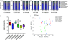 Figure 11A is a set of six stacked bar graph, plotting Relative Abundance, ranging from 0 to 100 in increments of 50 (y-axis) across uppercase c plus vehicle, ranging as lowercase a 1, lowercase a 2, lowercase a 3, lowercase a 4, and lowercase a 5; uppercase c plus P F O S, ranging as lowercase b 1, lowercase b 2, lowercase b 3, lowercase b 4, and lowercase b 5; uppercase i plus vehicle, ranging as lowercase c 1, lowercase c 2, lowercase c 3, lowercase c 4, and lowercase c 5; uppercase i plus P F O S, ranging as lowercase d 1, lowercase d 2, lowercase d 3, lowercase d 4, and lowercase d 5; uppercase p plus vehicle, ranging as lowercase e 1, lowercase e 2, lowercase e 3, lowercase e 4, and lowercase e 5; and uppercase p plus P F O S, ranging as lowercase f 1, lowercase f 2, lowercase f 3, lowercase f 4, and lowercase f 5 (x-axis) for Cyanobacteria, Chordata, Actinobacteria, Proteobacteria, Firmicutes, Verrucomicrobia, and Bacteroidetes. Figure 11B is a box and whisker plot, plotting alpha diversity, ranging from 0 to 5 in unit increments (y-axis) across uppercase c plus vehicle, uppercase c plus P F O S, uppercase i plus vehicle, uppercase i plus P F O S, uppercase p plus vehicle, and uppercase p plus P F O S (x-axis). Figure 11C is an dot graph titled P Co A, plotting Axis 2 [23 percent], ranging from negative 30 to 20 in increments of 10 (y-axis) across Axis 1 [74.4 percent], ranging from negative 60 to 40 in increments of 20 (x-axis) for uppercase a 1 to uppercase a 5: uppercase c plus vehicle; uppercase b 1 to uppercase b 5: uppercase c plus P F O S; uppercase c 1 to uppercase c 5: uppercase i plus vehicle; uppercase d 1 to uppercase d 5: uppercase p plus vehicle; and uppercase f 1 to uppercase f 5: uppercase p plus P F O S.