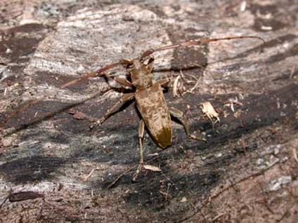 ビロウドカミキリ