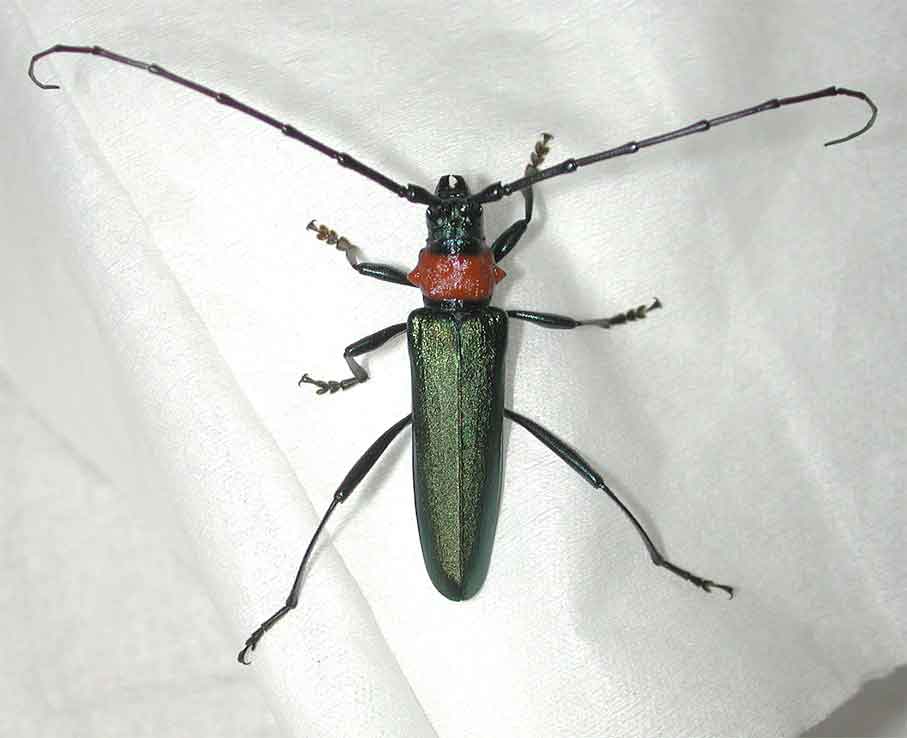 ジャコウカミキリ