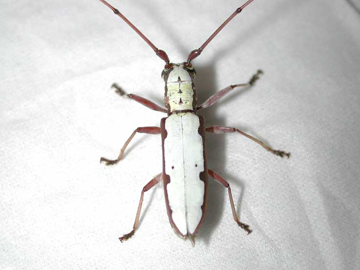 オオシロカミキリ