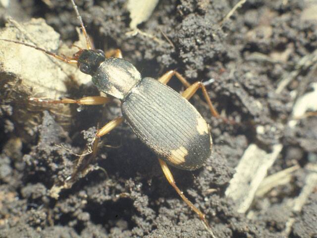 塵芥虫／歩行虫の画像
