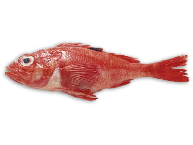 喜知次／吉次の画像