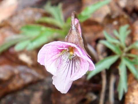 Viola eizanensis