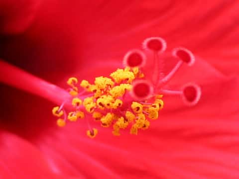 Hibiscus cv. Brilliant Red