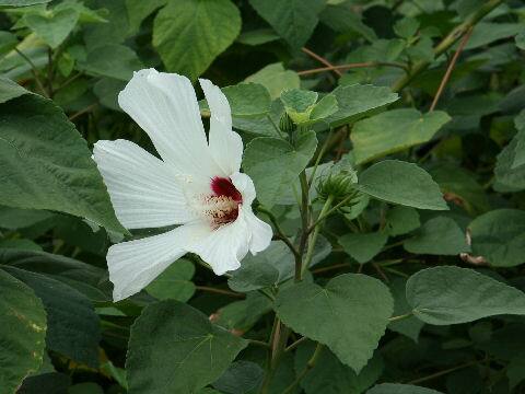 ハイビスカス・ラシオカルプス