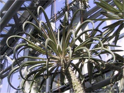 パキポジウム・ゲアイー