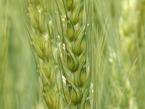 小麦