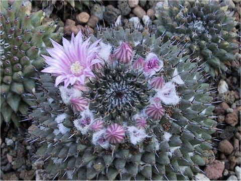 Mammillaria sempervivi