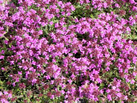 ティムス・プラエコクス