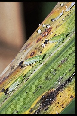 ホソミドリウンカ