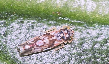 イナズマヒメヨコバイ