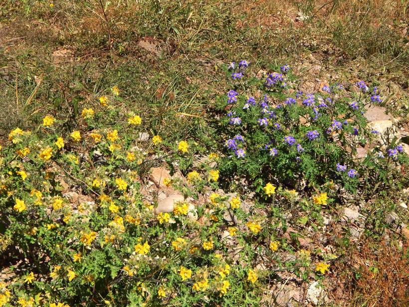 Image of <i>Solanum rostratum</i>