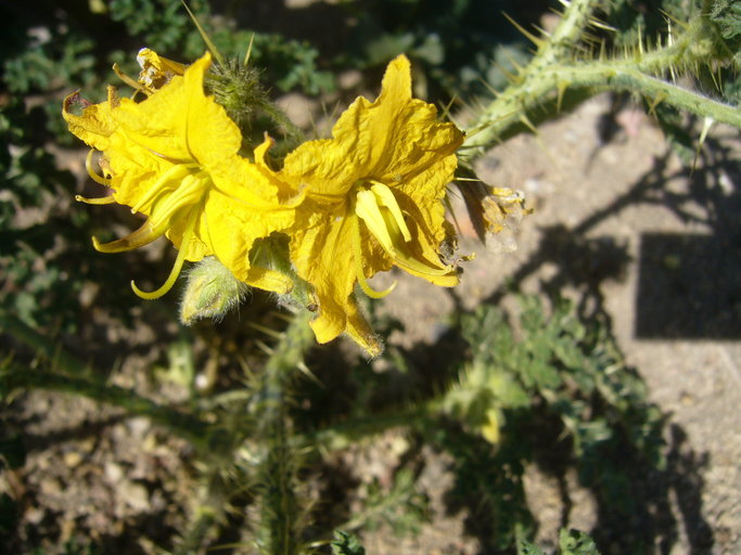 Image of <i>Solanum rostratum</i>