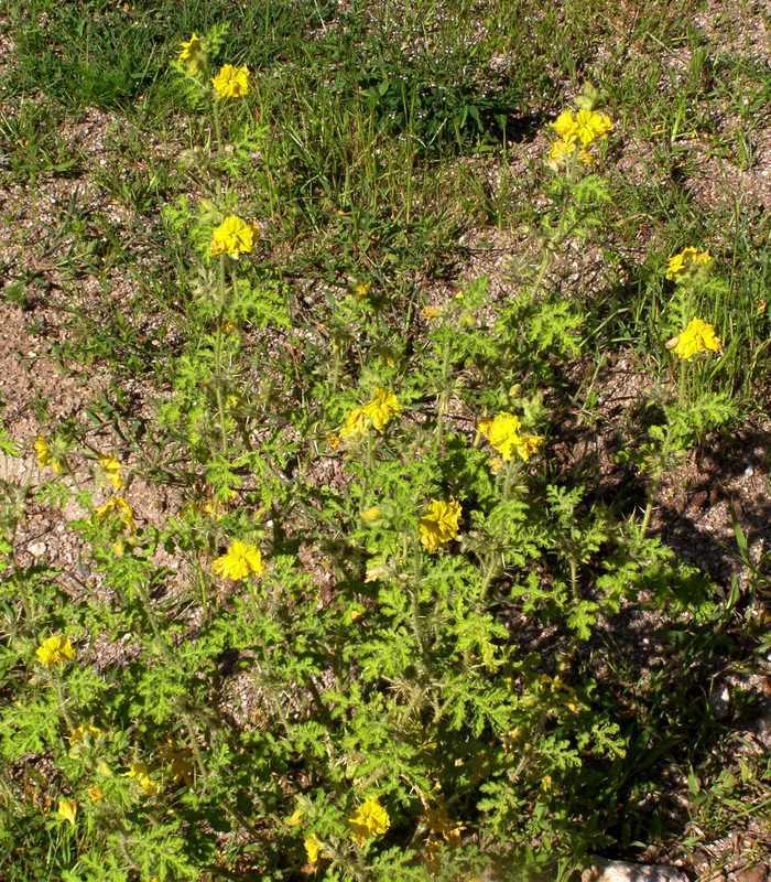 Image of <i>Solanum rostratum</i>