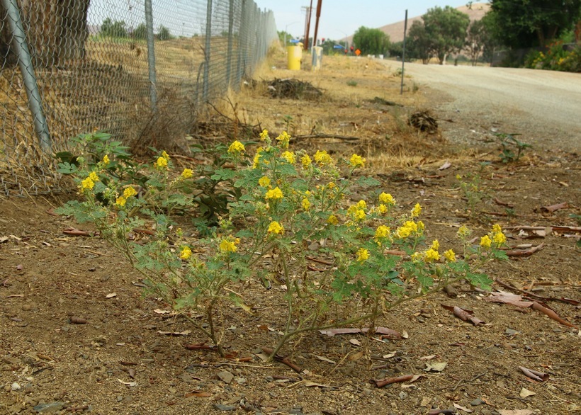 Image of <i>Solanum rostratum</i>