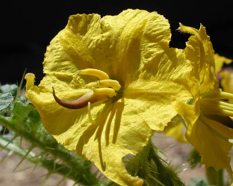 Image of <i>Solanum rostratum</i>