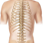 Spine topics