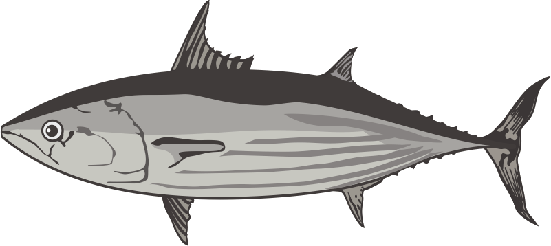 泳ぎが速そうなカツオのイラスト