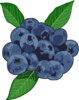 甘酸っぱいブルーベリーのイラスト