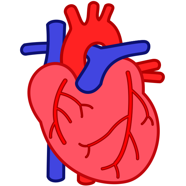 心臓の簡略イラスト