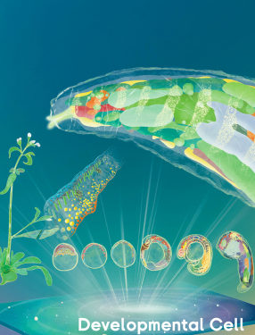 Stereo-seq DEVELOPMENTAL CELL coverpage 
