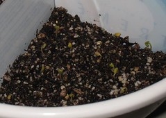 Arugula sprouts