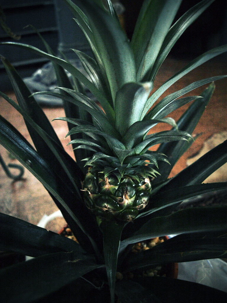 Pineapple Plant!