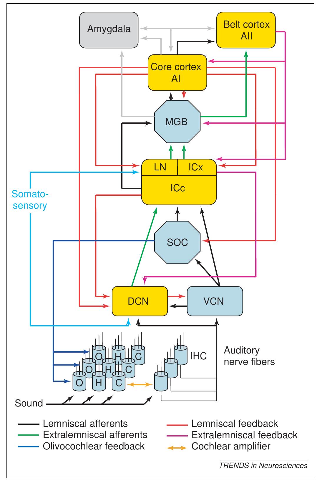 Figure 1. Schematic outline of the auditory system. This figure excludes binaural pathways and interhemispheric connections, but indicates parts where tinnitus- related studies have been conducted (yellow). Sound activates the outer hair cells (OHC) and inner hair cells (IHC) in the cochlea (bottom). The cochlea decomposes multi-frequency signals into a spatial output organized according to frequency; this is tonotopic mapping. The OHC act mainly as amplifiers of the mechanical movement of the basilar membrane, thereby sharpening the frequency resolution and enhancing sensitivity. Their working point and effectiveness are under control of the central auditory system (CAS), through olivocochlear bundle feedback (dark blue lines) from the superior olivary complex (SOC). The IHC are the mechanoelectric transducers (microphones) in the cochlea, whose neural output forms the auditory nerve. Auditory nerve fibers bifurcate to send collaterals into both the ventral cochlear nucleus (VCN) and dorsal cochlear nucleus (DCN); both structures show tonotopic maps. Such mappings are found throughout the CAS and the nerve fiber tracts that propagate this frequency-specific information by the lemniscal pathway (thick black lines). The DCN, in addition to auditory nerve input, is also innervated by fibers from various parts of the somatosensory system (cyan), so this structure is a multi-modal processing station that is probably heavily involved in tinnitus resulting from, for example, orofacial movements and gaze changes. For that reason, this structure is considered here to be part of the extralemniscal pathway (green). Other parts of the extralemniscal pathway are the lateral nucleus (LN) and external nucleus (ICx) of the inferior colliculus, parts of the medial geniculate body (MGB) in the thalamus, and the secondary auditory cortex (All), which are all characterized by sensitivity to somatosensory stimuli. The MGB and auditory cortical areas project to the amygdala (top left), which is associated with fear conditioning and emotional processing. The CAS is characterized by strong reciprocal connections between various structures, and the descending parts consist of interconnected feedback loops that allow the cortex to modulate activity of the entire subcortical CAS. There are strong direct feedback connections between primary auditory cortex (Al) and DCN, as well as from auditory cortical areas via the central nucleus of the inferior colliculus (ICc). Thus, changes in cortical activity as a result of a loss of inhibition could change the subcortical activity in the ICc and DCN (directly) and even in the cochlea (indirectly via the olivocochlear bundle). Changes in the DCN, in turn, will directly affect the processing of lemniscal activity at the level of the VCN and the ICc. Thus, there could be a synergy between changes occurring in the cortex and those in the brainstem. 