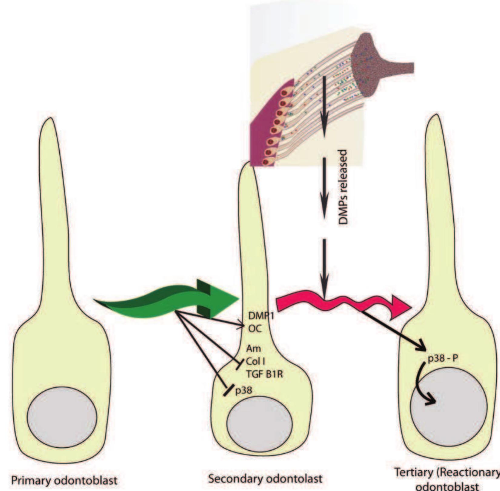 Figure. Dentin secretion and odontoblast activity are related to gene and cascade pathway regulation. Whereas p38 gene expression is down- regulated in secondary odontoblasts compared with primary ones, as for many other genes (Simon et al., 2009), its expression and phosphoryla- tion are up-regulated when odontoblasts are stimulated by dentin matrix proteins, and phosphorylated proteins are translocated to the nucleus (Simon et al., 2010). In vivo, embedded dentin matrix proteins are released by carious disease, and reach the odontoblasts via the dentinal tubules. Am, amelogenin; Col |, collagen |; TGF B1-R, tissue growth factor B1 receptor; DMPs, dentin matrix proteins; p38-P, phosphorylated p38 protein. 