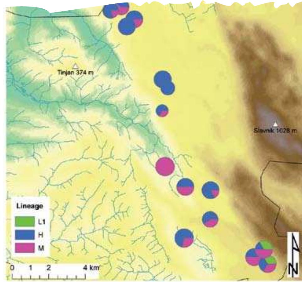 Results showed three divergent mtDNA lineages (H, Ll and M; names are consistent with Babik et 