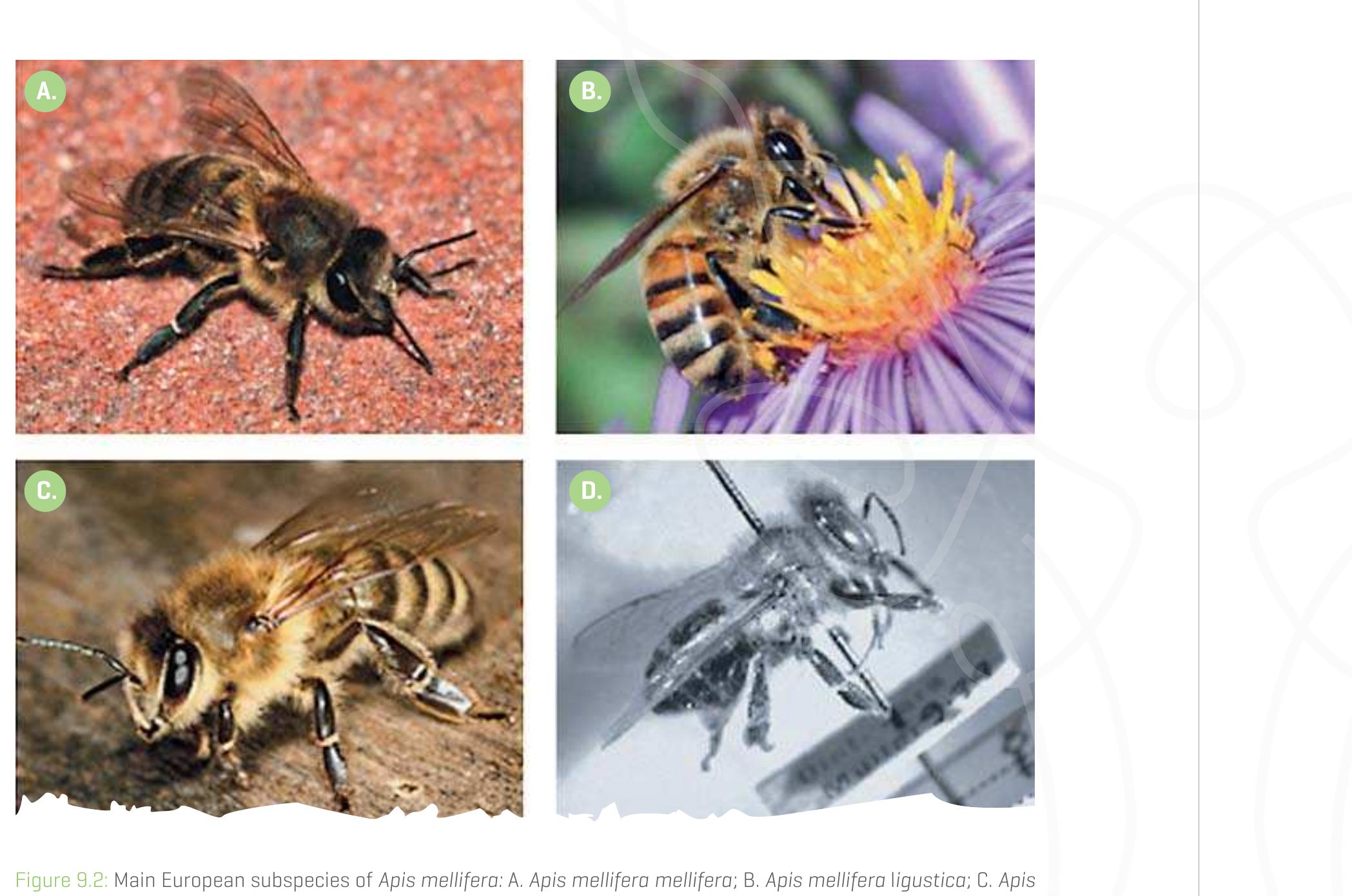 The subspecies A. m. mellifera (lineage MJ, going by the name of the German bee or the “black bee” for its characteristic dark colour, is widespread mainly in the north-west and is adapted to cold climates. It is not very productive and is prone to robbing but it is a big producer of propolis (Figure 9.2a). 