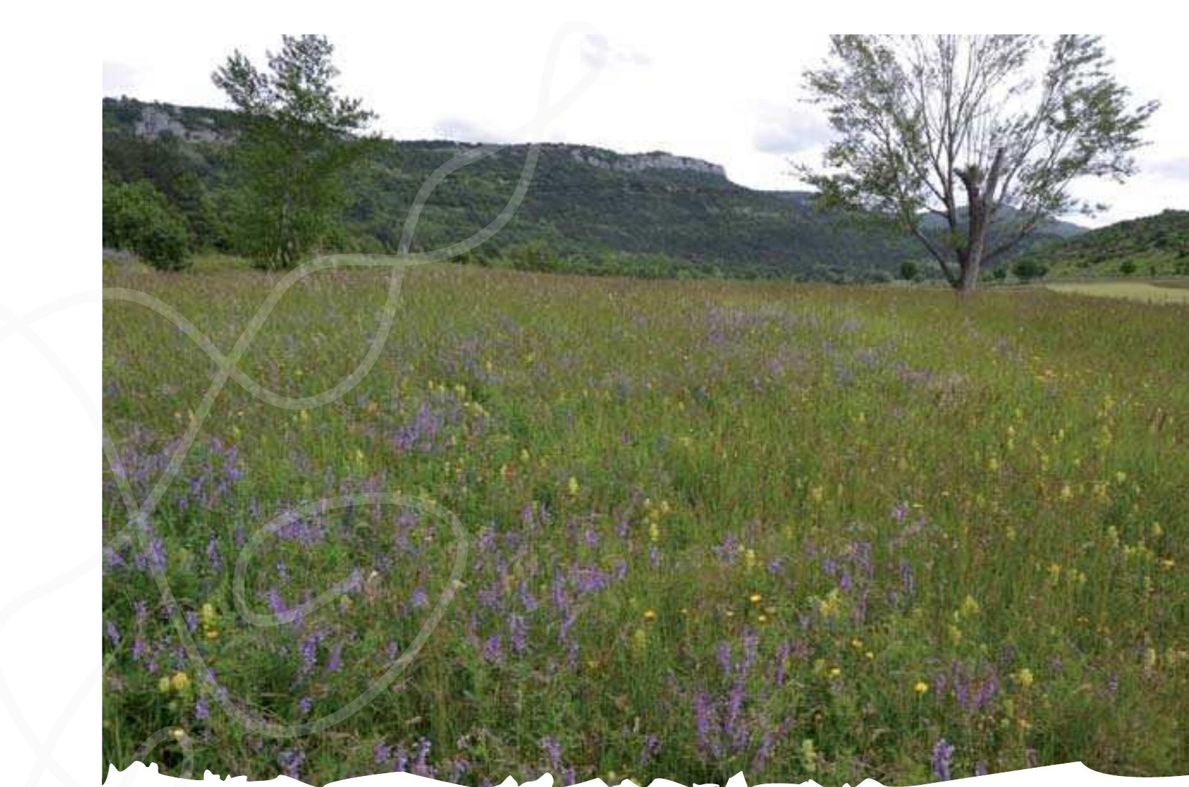 igure 14.9. Dry meadow on terracing at Podpeé, Municipality of Koper, Slovenia 