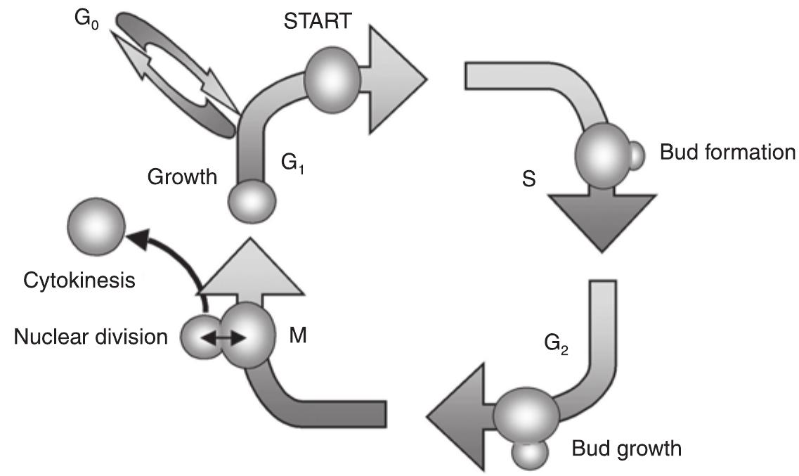 Fig. 7.1. The cell cycle of Saccharomyces cerevisiae.  and M (see Fig. 7.1; Wheals, 1987).  G, and G, represent two ‘gap’ periods of variable length, during which organelle production and normal cell processes such as growth and development take place. G, represents the time prior to starting anew round of cell division. At the end of G, a decision point, termed START, represents a collection of cellular events necessary for division. One important issue before the start of the cell cycle is whether the environmental conditions are positive for replication. Also, a minimal size has to be reached. DNA synthesis occurs during the S phase. The post-synthetic G, phase coincides with 