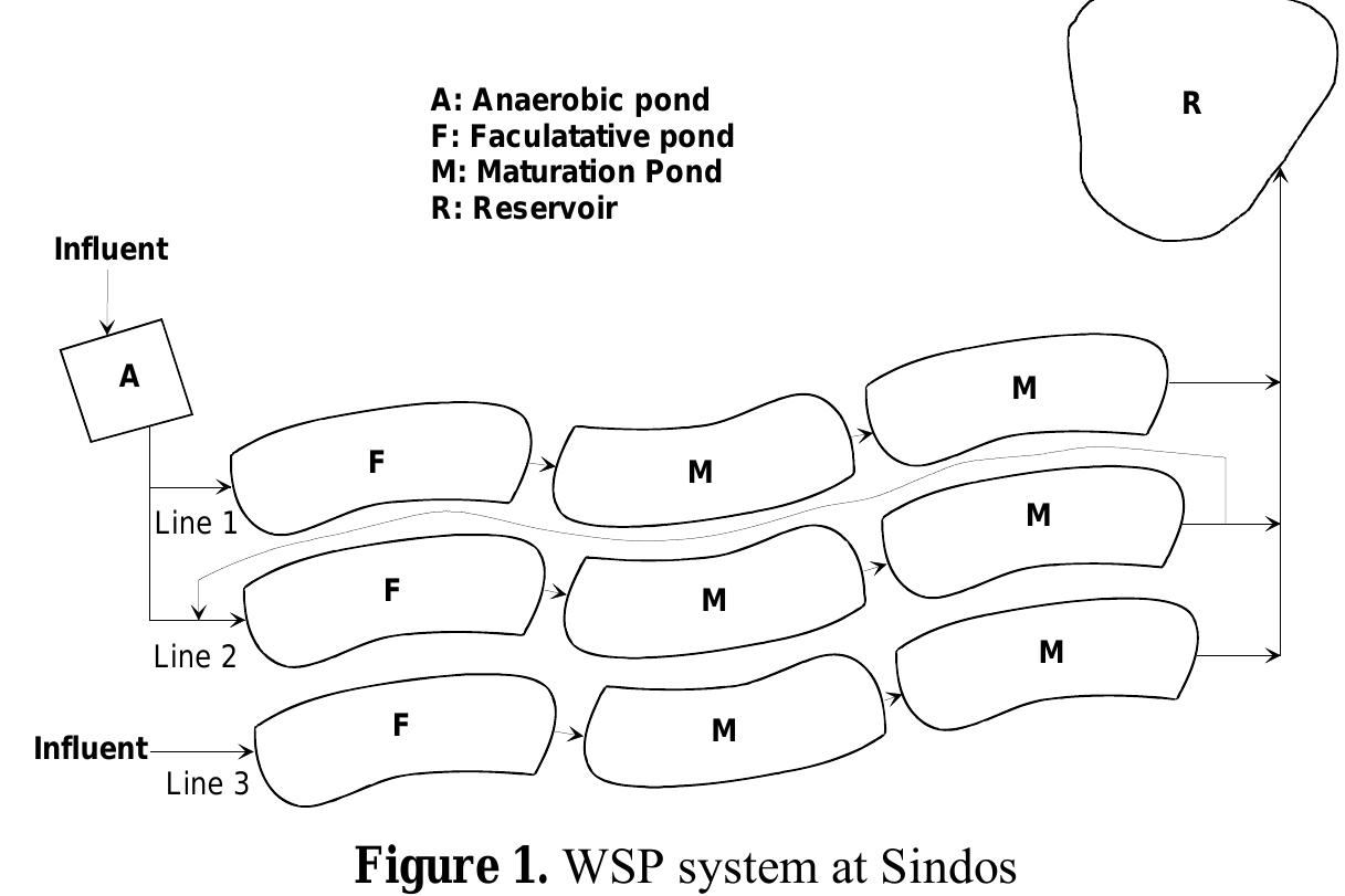 Raw sewage from the conventional wastewater treatment plant of Thessaloniki, after screening, was oumped into a covered deep anaerobic pond at a rate of Q = 120 m?/d. Approximately 1/4 of the lischarge (Q = 30 m?/d) was feeding Line | and the rest 3/4 (Q = 90 m?/d) Line 2. Line 1, after the anaerobic pond consisted of a facultative pond and two maturation ponds. Line 2 layout was similar 0 line A, but with a recirculation of 180 m?/d from the last maturation pond to the facultative pond. Line 3 received primary treated effluent (Q = 50 m*/d) from the nearby treatment plant and Sonsisted again of a facultative pond and two maturation ponds (Figure 1). Treated effluent from the hree lines was stored into a reservoir and then used for irrigation of edible and non-edible crops, ifter algae being reduced by an intermittent slow sand filter of 100 m? (Parissopoulos et al., 2003).  