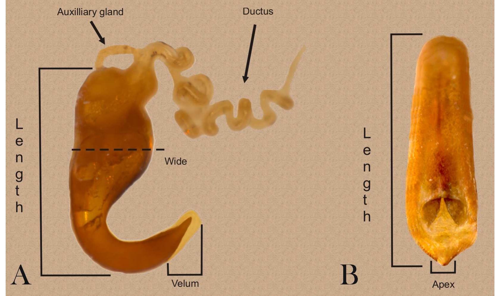 FIGURE 1. Ogdoecosta juvenca (Boheman 1854). Structures and measures included in the genitalia description. A, spermatheca; B, aedeagus.  punctate, pubescent. Labrum prominent, surface smooth with long setae; apical margin emarginated (Fig. 2 E).  Mandible palmate, we  1 sclerotized; middle-part of external surface projected, with some setae; distal margin with  five teeth in all species; three basal teeth with apex triangular in shape; two apical teeth with apex rounded (Fig. 2 F). Labium with mentum long as wide, with medial groove; ligula with rounded apical margin and long, sparse  setae; labial palps wit  h three palpomeres, some with setae; palpomere III finely acute (Fig. 3 A). Maxilla with  membranous lacinia, apex round; maxillary palps with three palpomeres; palpomere II setose at apex; palpomere  III rounded at apex, se  ose on lateral margins (Fig. 3 B). 