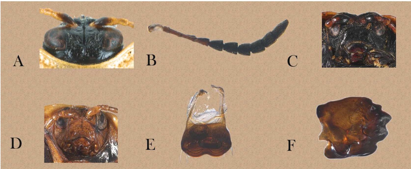 FIGURE 2. Ogdoecosta juvenca (Boheman 1854). A-F, head. A, dorsal view; B, antennae; C, trapezoidal-shaped clypeus; D, oval-shaped clypeus; E, labrum; F, mandible. 