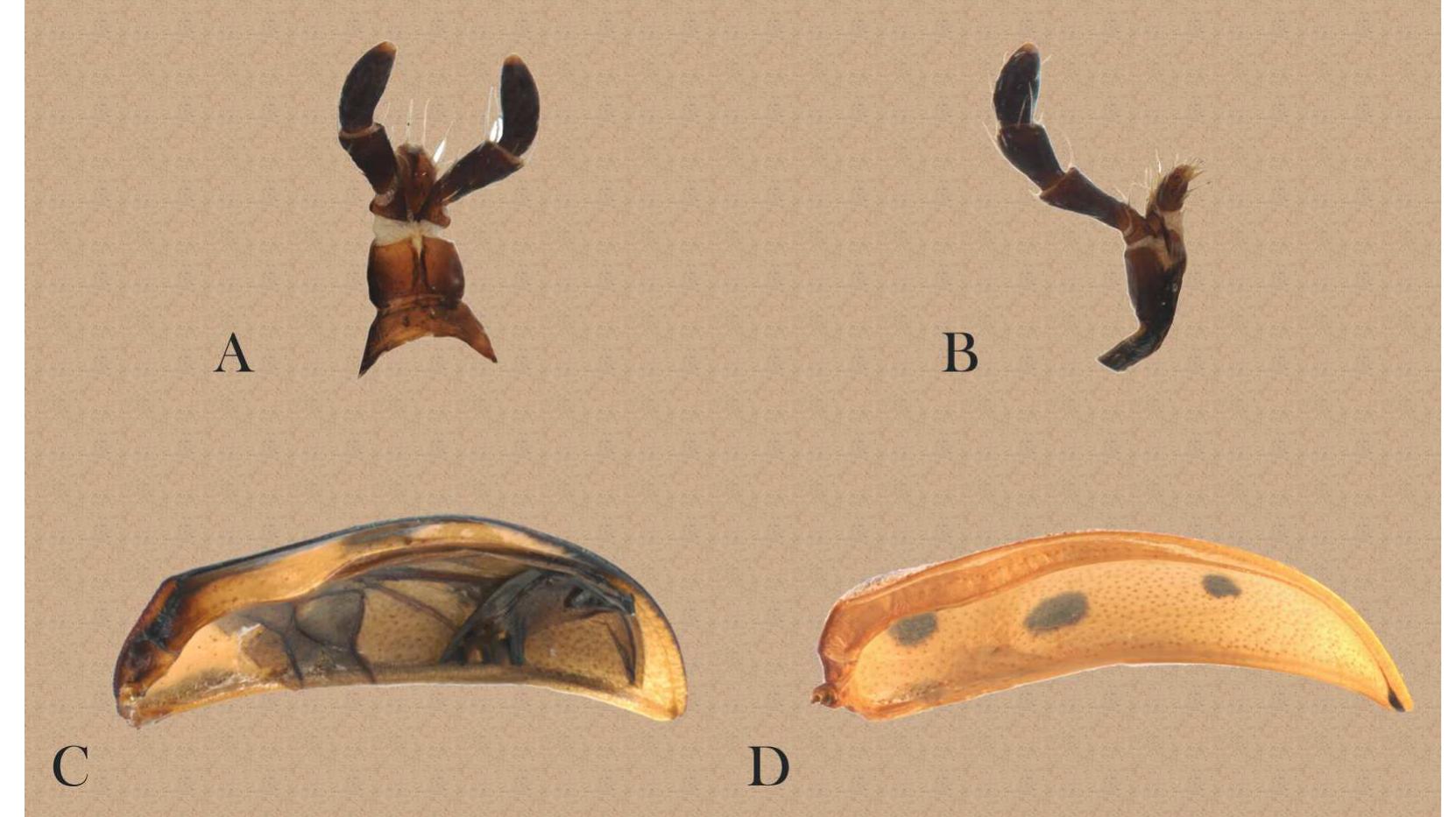 FIGURE 3. Characters of genus Ogdeocosta. A, labium; B maxilla; C epipleura clearly sinuous in fore part; D epipleura les sinuous in fore part.  biannularis, O. fasciata and O. mexicana (Fig. 3 C). Prosternal process with central impression; apex dilated, with long expanded setae in some species; mesosternum concave, hind apex emarginated; metasternum transverse. Procoxa and mesocoxa conical; metacoxa tranverse; trochanter triangular; femur fusiform; tibia pubescence scattered, apex broad with longer setae, dorsal surface canaliculate. Tarsomeres II and HI bilobed; tarsomere | shorter than others; tarsomere III and V generally similarly sized; tarsomere I-III with long setae; tarsomere V with fewer setae; claws appendiculate.  ABDOMEN. Surface smooth, glabrous or pubescent, shiny. Pygidium with pubescence dense at apex. Both sexes in all species have sternite V with lateral impressions; impressions less visible in some species. Male zenitalia: aedeagus curved in lateral view, well sclerotized; tegmen with manubrium. Female genitalia: spermatheca partially or well sclerotized; vasculum hook-shaped; ductus moderately long, forming spirals. Spermathecal gland present. 