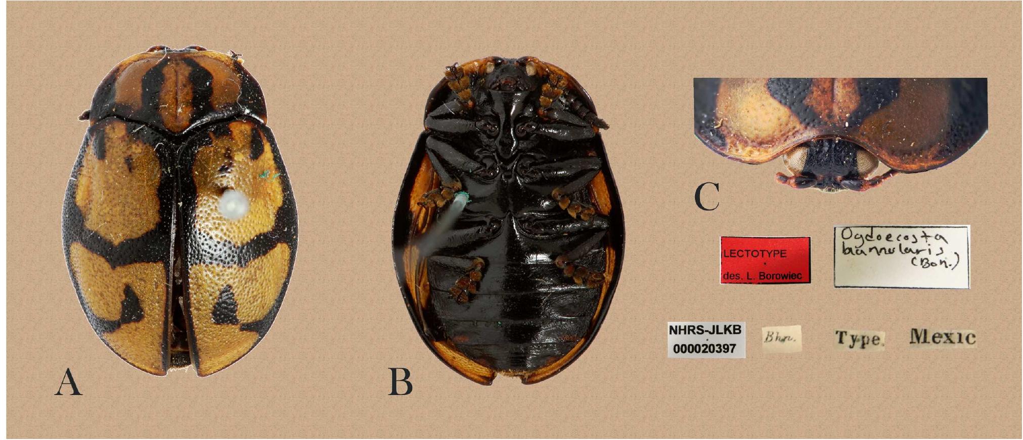 FIGURE 4. Ogdoecosta biannularis (Boheman 1854). A, B, C lectotype. A, habitus in dorsal view; B, habitus in ventral view; C, frontal view. 