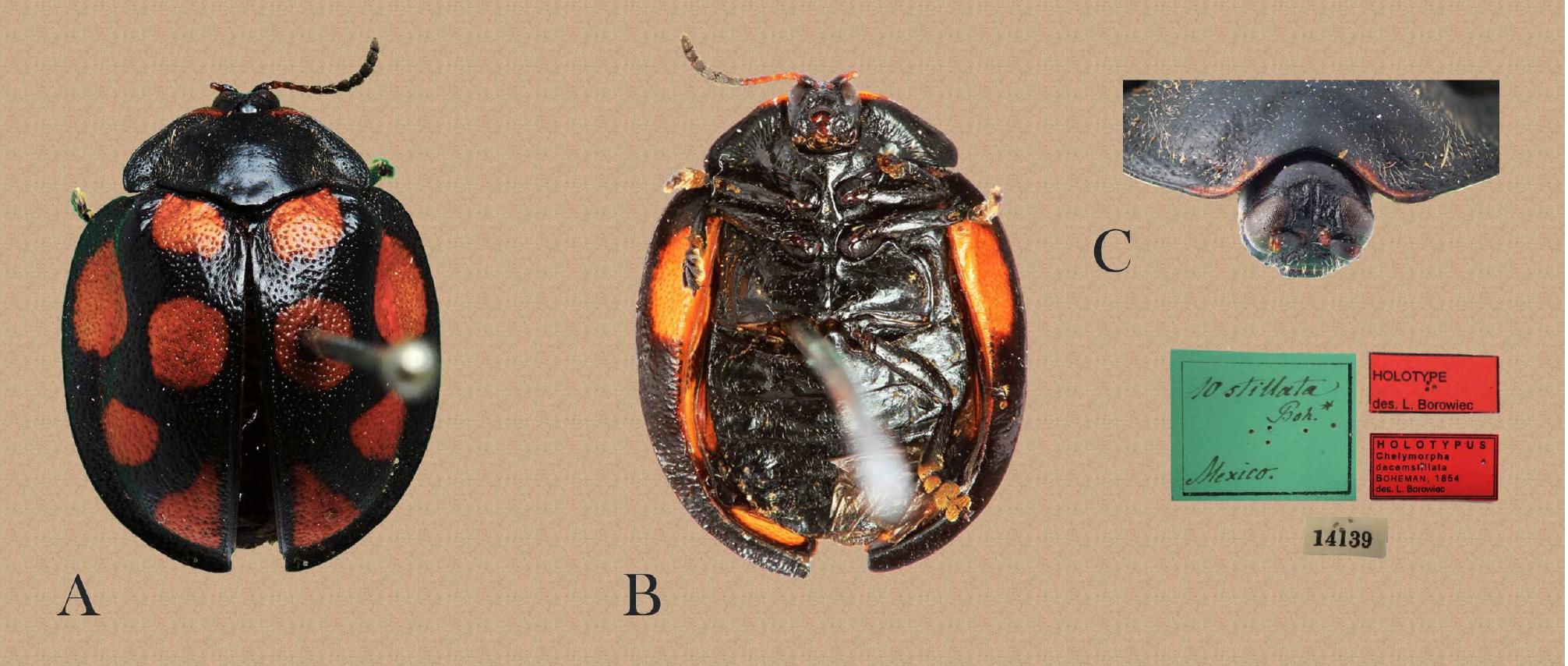 FIGURE 7. Ogdoecosta decemstillata. A, B, C, holotype. A, habitus in dorsal view; B, habitus in ventral view; C, frontal view.  emarginated, margination U-shaped; base bisinuous; hind angles shar punctures; explanate margin pubescent with coarse punctures, anter  p and produced behind with few and scattered olateral edge red; pronotal disc with shallow  longitudinal groove. Prosternum wrinkled, pubescent. Scutellum triangular; surface smooth, black. Elytral surface with short pubescence, black, each elytron with five orange spots of different sizes; medial spot large, outer margin with three smaller spots, sutural margin with one spot; punctures deeply impressed, scattered over entire surface;  humeri rounded, impunctate. Prosternal process pubescent, with dee deeply notched.  p groove, apex rounded. Mesosternal process 