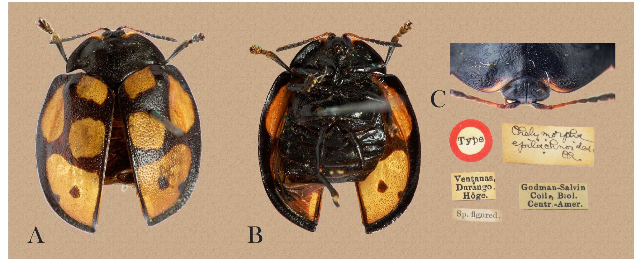 FIGURE 8. Ogdoecosta epilachnoides. A, B, C, lectotype. A, habitus in dorsal view; B, habitus in ventral view; C, frontal view. 