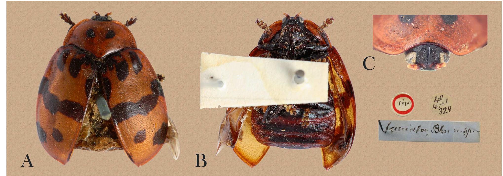 FIGURE 9. Ogdoecosta fasciata. A, B, C, lectotype. A, habitus in dorsal view; B, habitus in ventral view; C, front of head.  Female. Similar to male. Length12.5—13.9 mm, width 7.8-8.2 mm (n=10). Interocular width 2 times diameter of eyes; clypeus over 2 times wider than long. Labrum 2-3 times wider than long. Pronotum 2—3 times wider than long. Spermatheca well sclerotized (Fig. 19 E), over 2 times longer than wide, apex truncated, extended in dorsal view; spermathecal duct very coiled. 