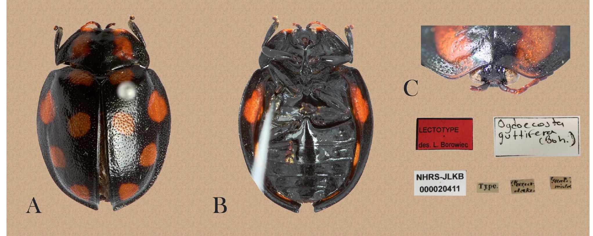 FIGURE 11. Ogdoecosta guttifera. A, B, C, lectotype. A, habitus dorsal view; B, habitus ventral view; C, front. 