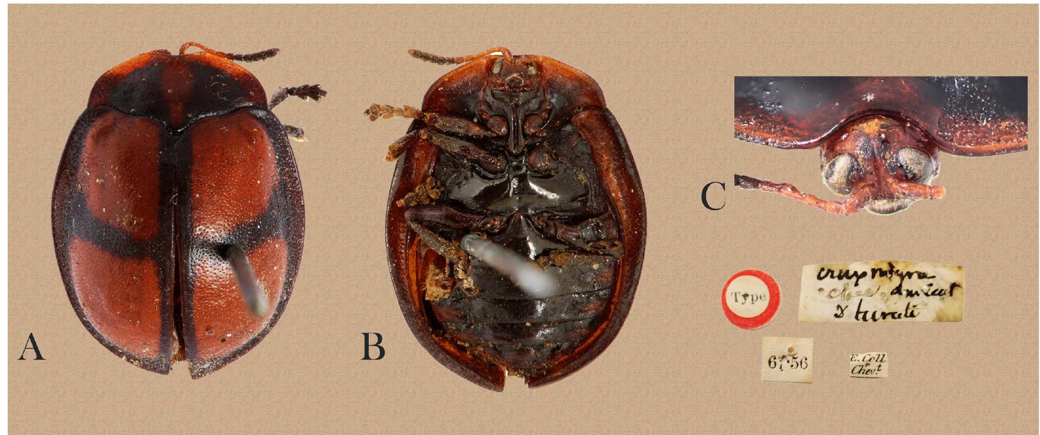 FIGURE 13. Chelymorpha cruxnigra. A, B, C, syntype. A, habitus dorsal view; B, habitus ventral view; C, front.  Hoege (NMNH, 1); Tomellin, IV.1899, F. A. Eddy coll., B.R. (MCZ, 7). Veracruz: Estacion biolégica Los Tuxtlas, 5.1V.1985, A. Ibarra (CNIN, 2 females, 3); Estacién biol6gica Los Tuxtlas, 13.11.1985, E. Ramirez (CNIN, 1 female); Estacién biolégica Los Tuxtlas, 26.1V.1985, E. Ramirez (CNIN, 2 females, 1); Estacién biolégica Los Tuxtlas, 26.1V.1985, P. Sinaca (CNIN, | female); Estacion biolégica Los Tuxtlas, 26-27.1V.1985, C. Mayorga (CNIN, 1 female); Estacion biol6gica Los Tuxtlas, camino a la Laguna Escondida, 8.1V.1990, C. Mayorga & G Ortega (CNIN, 1); Estacion biolégica Los Tuxtlas, camino a la Laguna Escondida, 24.11.1991, C. Mayorga & G Ortega (CNIN, | female, 5); Estacién biolégica Los Tuxtlas, camino a Monte Pio, 4/VIHI/1991, C. Mayorga & G Ortega (CNIN, 1); Estacién biolégica Los Tuxtlas, camino a Monte Pio, 8.1V.1990, C. Mayorga & G. Ortega (CNIN, 2); Catemaco, 17.IV.1957, (CNIN, 1); Cerro El Vigia, Santiago Tuxtla, 14.IX.1966, (CNIN, 1); Coatepec, CNIN, 1); Las Margaritas, 6.VHI.1994, S. Zaragoza (CNIN, 1); Los Tuxtlas, 11.X1.1985, A. Ibarra & P. Sinaca CNIN, | female); Los Tuxtlas, 11.X1.1985, A. Ibarra, P. Sinaca & E. Ramirez (CNIN, 1 male); 1 mi. E Cérdoba, 27.V1.1962, D. H. Janzen (EMEC, 1), 3 mi. W Fortin Las Flores, 19.VIII.1965, A. Paske (EMEC, 1); San Rafael, Jicaltepec, 3.V.1896 (MCZ, 1); Cordoba, 7.VI.1966, M. R & R. C J. S. Buckett coll (EMEC, 1); Fortin de las Flores, Motel Posada Loma, 900 msnm, 30.11.1977, ex. Roy O. Kendall coll., Roy O. Kendall & C. A. Kendall TAMU, 1). Chiapas*: km. 125 Teapa-Tuxtla Gutiérrez, 8.VII.1985, F. Arias (CNIN, 1).  