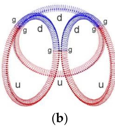 Figure 9. The measured electric quadrupole as well as the magnetic moment of 7H and those of proton (p*) comprising of quarks (uud) linked by three gluons (g) and neutron (n) comprising of quarks (udd) linked by three gluons (g) imply a high-symmetry compact configuration where p* and n are intertwined when viewed above (a) and from side (b). (Illustrations by Mathematica)  (p*) comprising of quarks (uud) linked by three gluons (g) and neutron (n) comprising of quarks (udd) 