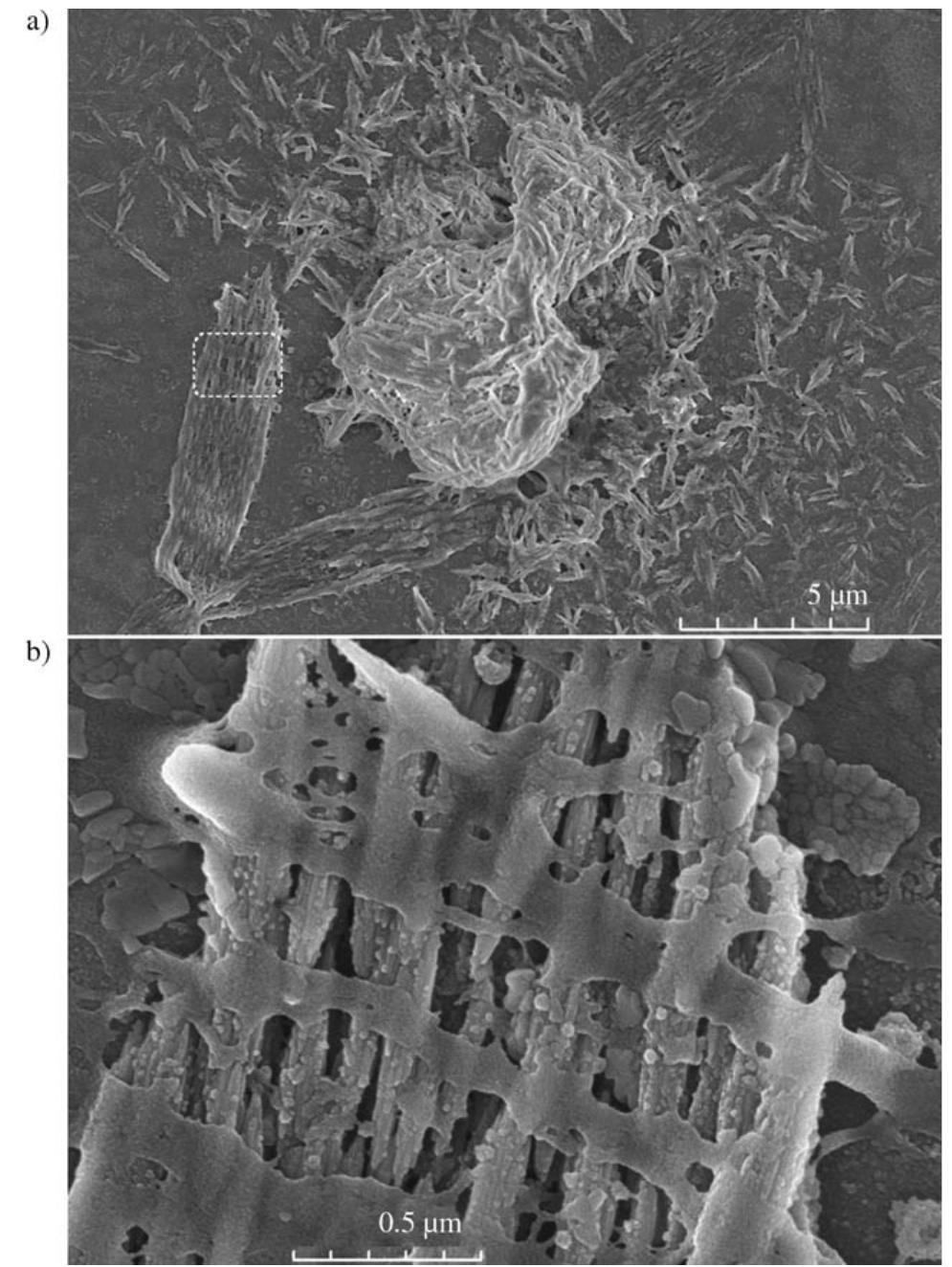 Figure 4. SEM images for films of peptide/PVA (24 wt%) on a silicon wafer cast from a 0.1 mgmL” solution of the complex. Image b shows the magnification of the marked region on image a.  Dilute aqueous solutions of the 3/PVA complexes were cast on silicon wafer for SEM observations. Presented in Figures 4 and 5 are the results obtained with peptide/PVA 