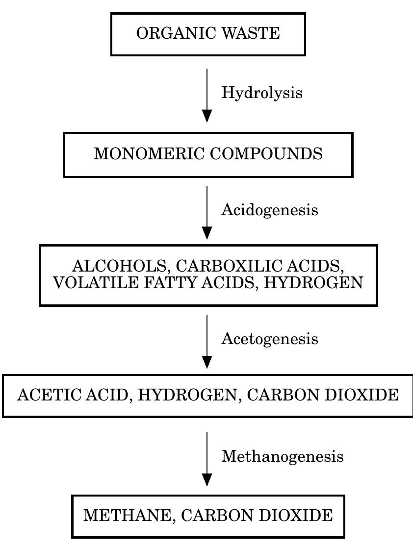 Figure 1. Major degradative steps during the anaerobic decomposition phase. 