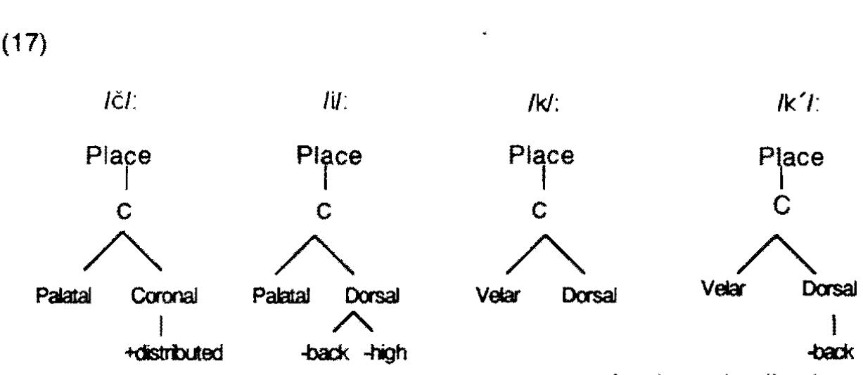 Let us now consider the representations which a palato-alveolar, a front vowel, a plain velar, and a fronted velar receive in this model: 