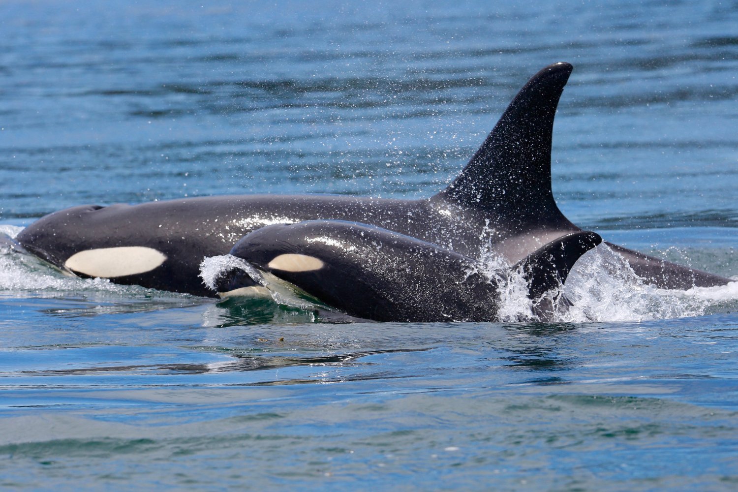 Orca With Calf